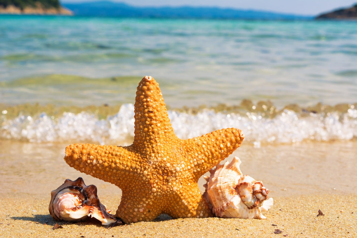 Sea Coast Treasures